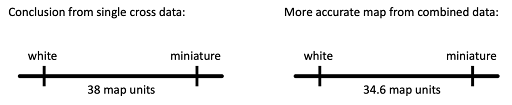 Two chromosome maps. One, labeled "conclusion from single cross data" shows white and miniature 38 map distances apart. The other labeled "more accurate map from combined data" shows white and miniature 34.6 map units apart.