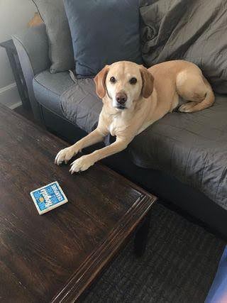 A yellow dog with a brown nose