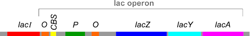 Structure of the lac operon