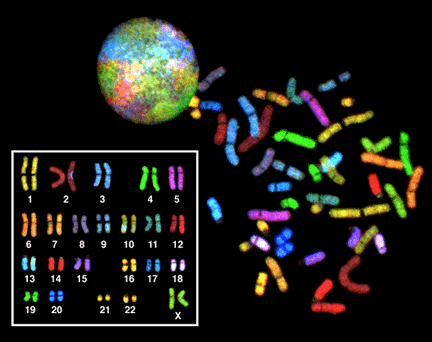 Multipart image showing at the top: the nucleus of a cell stained to indicate the location of individual chromosomes. On the right: A metaphase spread of chromosomes from a single cell, stained via spectral karyotyping so each is a different color. Bottom left: a karyogram assembled from the chromosome spread on the right.