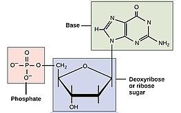 Each nucleotide is comprised of three parts: one or more phosphates (one shown in pink here) linked to a sugar (shown in blue), which is attached to a nitrogenous base (shown in green).