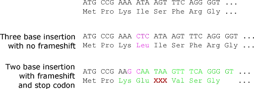 Example of an insertion mutation that does not cause a frameshift because it inserts three bases (a whole codon), and example of an insertion mutation that does cause a frameshift because it inserts two bases (a fraction of a codon).