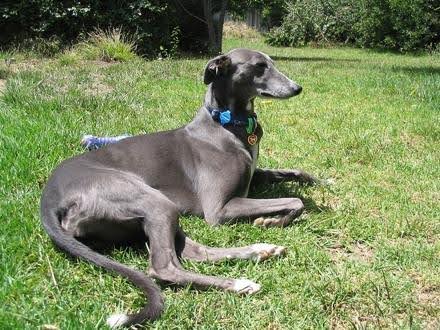 A blue greyhound lying in the grass