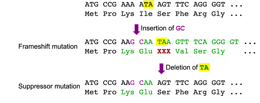 Deletion of two bases can suppress a frameshift caused by insertion of two bases, restoring the reading frame.