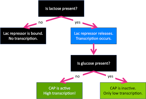 Flow chart describing whether or not the lac operon is active under different food source conditions.