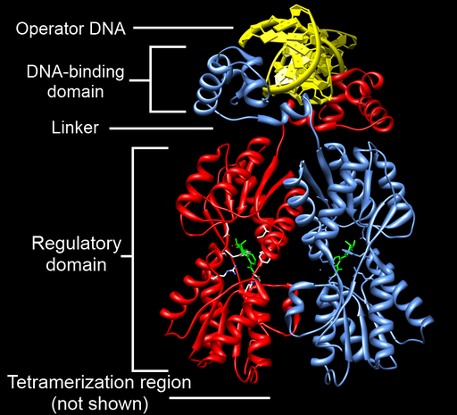 Structure of the lac repressor bound to DNA.