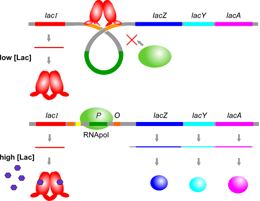 Comparison of lacI binding to the operator under conditions of low (bound to the operator, inhibiting translation) and high lactose (unbound, not preventing transcription of the operon).