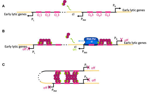 Diagram of the action of lambda repressor at PR, PL, and PRM.