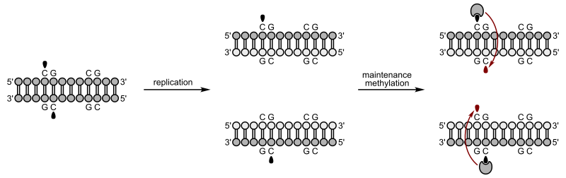 Diagram depicting methylated DNA undergoing replication, with daughter double helices only methylated on one strand. Maintenance methylation methylates the new daughter strand to match the methylation on the parent strand in the double helix.