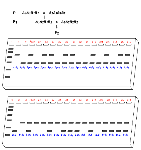 Drawing of two gels. The top gel shows bands that correspond to morphs A1 and A2. The bottom gel shows bands that correspond to morphs B1 and B2. The genotypes of Parents and 15 F2 offspring are shown.