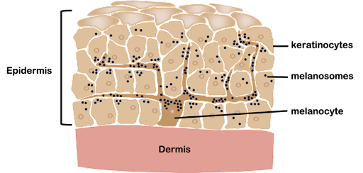 A diagram of a rock structure