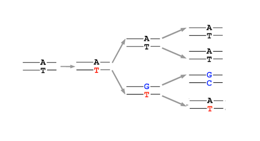 Illustration of the steps that occur to generate a base substitution mutation following misincorporation of a base during replication.