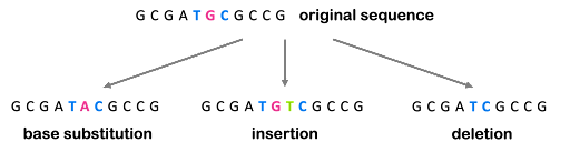 Diagram of DNA showing base substitution (G>A) insertion (+T) and deletion (-G) within a sequence.