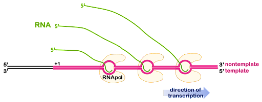 Diagram of a gene undergoing transcription by three polymerases lined up one after the other on the DNA.