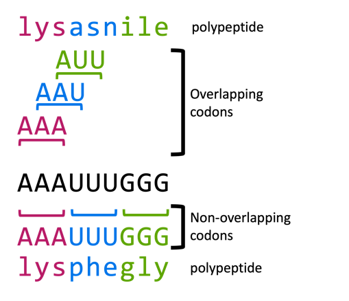 Diagram illustrating how the RNA sequence AAAUUUGGG might be read with overlapping vs non overlapping codes