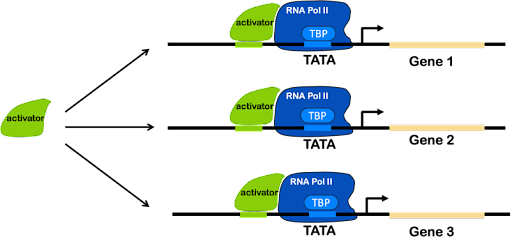 Diagram showing three genes with the same activator binding sequence in the regulatory promoter. The same activator then regulates all three genes.