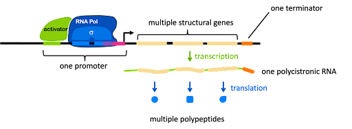 Diagram of an operon with one promoter, three structural genes, and one terminator.