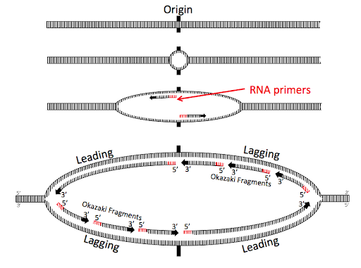 An origin of replication is unwound into a replication bubble. Leading strands and lagging strands are shown.