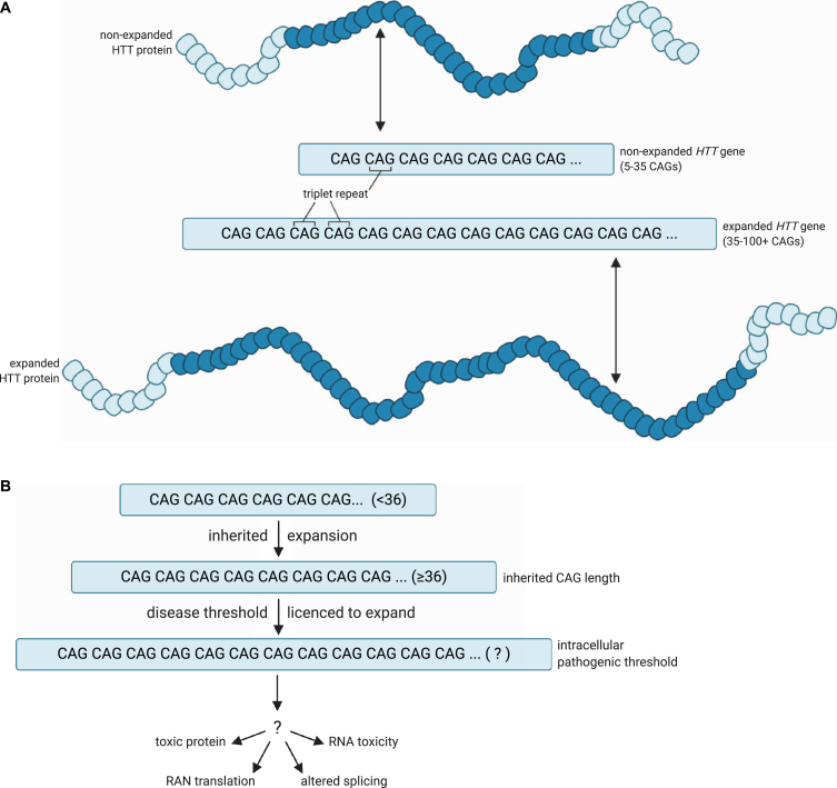 Diagram of triplet repeat expansion leading to Huntington Disease.