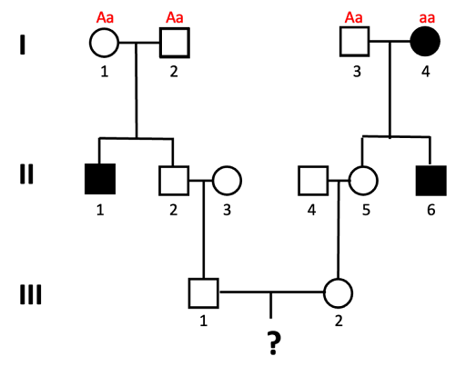 Pedigree used to calculate the probability of a child in the 4th generation having the autosomal recessive trait tracked in this family. Genotypes of all individuals in generation I are indicated: Aa, Aa, Aa, and aa.