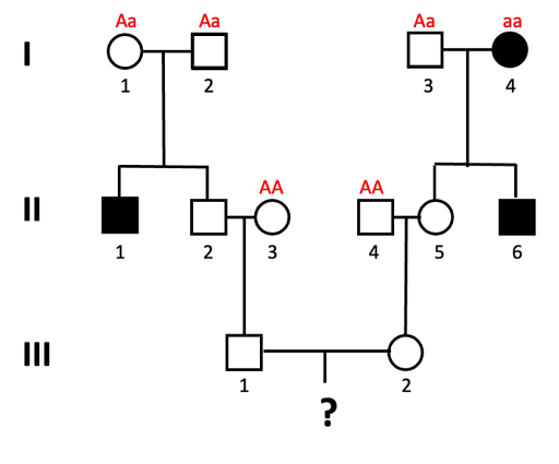 Pedigree used to calculate the probability of a child in the 4th generation having the autosomal recessive trait tracked in this family. Genotypes of all individuals in generation I are indicated: Aa, Aa, Aa, and aa. In generation II, II-3 and II-4 are also labeled with genotypes AA.