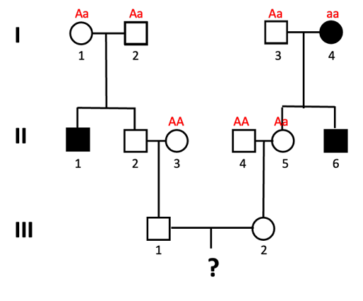 Pedigree used to calculate the probability of a child in the 4th generation having the autosomal recessive trait tracked in this family. Genotypes of all individuals in generation I are indicated as well as II-3 and II-4. Individual II-5 is labeled Aa.