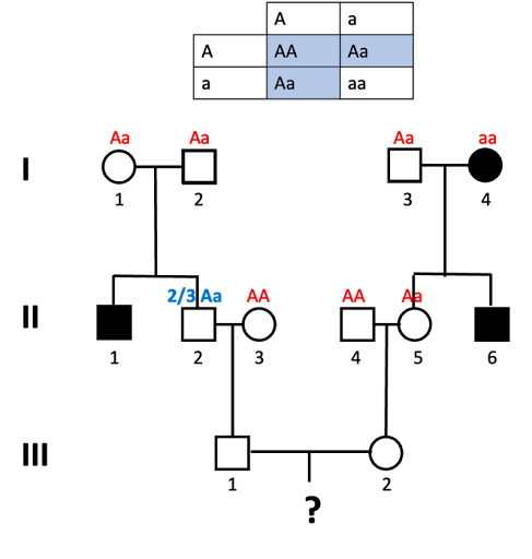 Pedigree used to calculate the probability of a child in the 4th generation having the autosomal recessive trait tracked in this family. Genotypes of all individuals in generation I are indicated as well as II-3, II-4, and II-5. Individual II-2 is labeled as having a 2/3 chance of genotype Aa.