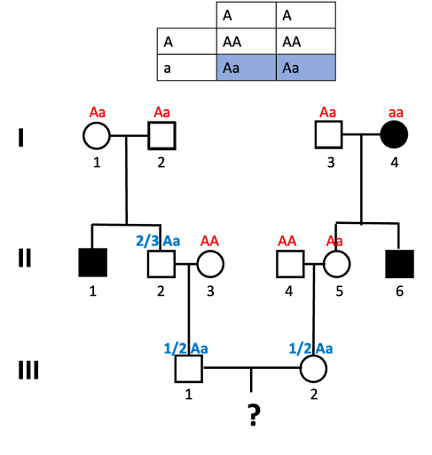 Pedigree used to calculate the probability of a child in the 4th generation having the autosomal recessive trait tracked in this family. Genotypes of all individuals in generation I are indicated as well as II-2, II-3, II-4, and II-5. Individuals III-1 and III-2 are labeled with a 1/2 probability of having genotype Aa.