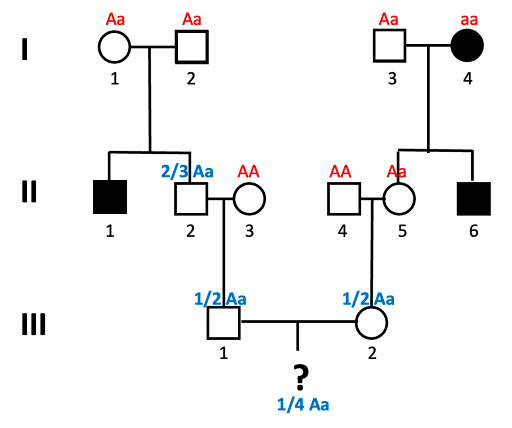 Pedigree used to calculate the probability of a child in the 4th generation having the autosomal recessive trait tracked in this family. Genotypes of all individuals in generation I, II, and III are labeled. The probability that unborn child that would inherit two "a" alleles is indicated: 1/4 aa.