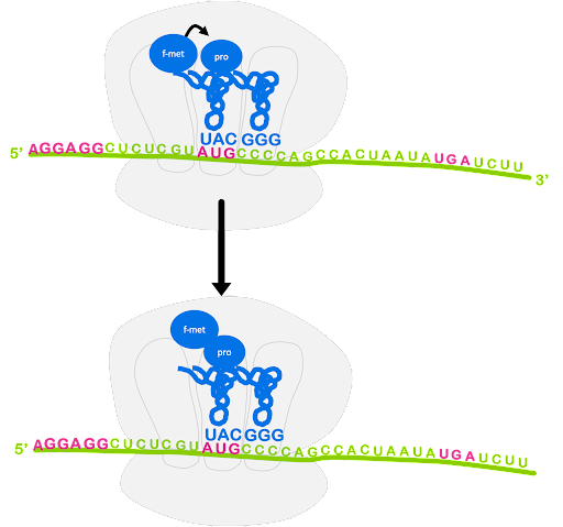 Illustration of the peptidyl transferase reaction that transfers the growing polypeptide chain to the next aminoacyl tRNA within the P site of the ribosome.