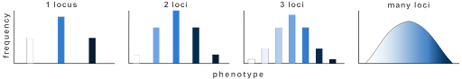 Graphs showing that one locus can control at most three discrete phenotypes, two loci can control five discrete phenotypes, and 3 loci can control seven discrete phenotypes. As the number of loci increases the phenotypes begin to blend together, as the differences between phenotypic classes become minimal. Environmental factors may also contribute to variable expressivity.