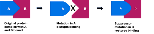 Cartoon showing interaction between protein A and protein B. Mutation in A changes the shape of the protein so it cannot interact with B. A second mutation changes the shape of protein B so that it can now interact with the mutant A.