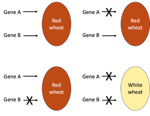 Four diagrams showing that genes A and B contribute to the red color of wheat. Loss of function in Gene A alone does not affect the color. Loss of function in Gene B alone does not affect the color. Loss of function in both genes results in white wheat.