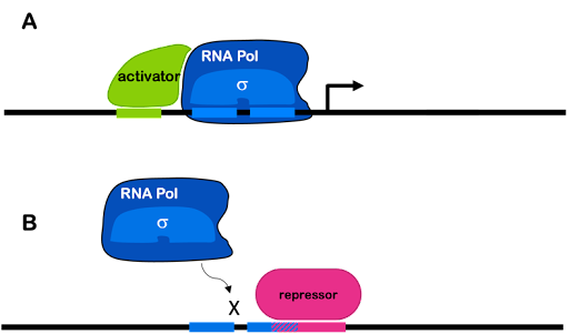 Diagram of an activator-regulated gene (top) and repressor-regulated gene (bottom).