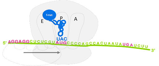 Illustration of translation initiation and the positioning of the ribosome over the start codon.