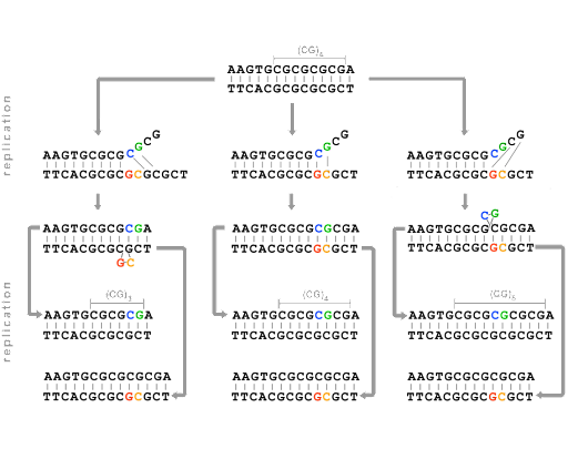 Strand slippage during replication causes insertions and deletions