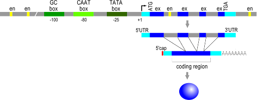 Eukaryotic gene structure, with enhancers, GC box, CAAT box, TATA box, start codon, 4 exons, and stop codon shown.