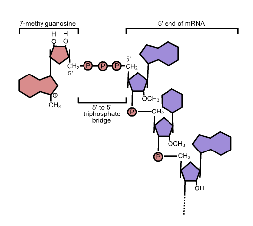 Diagram of the molecular structure of the 7-methyl guanosine linked via 5' to 5' triphosphate bridge to cap the 5' end of RNA.