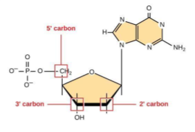 The core of the nucleotide is a five-carbon sugar whose carbon residues are numbered one prime through five prime. The base is attached to the one prime carbon, and the phosphate is attached to the five prime carbon. Two kinds of pentose are found in nucleotides: ribose and deoxyribose. Deoxyribose has an H instead of OH at the two prime position.