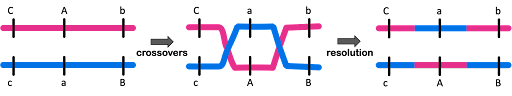 Diagram of how two crossovers result in the exchange of information in the center of a chromosome, with the end alleles appearing to still be linked.