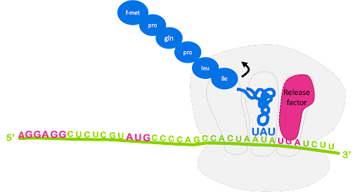 Illustration showing a release factor bound to the A site of a ribosome, with polypeptide cleaved from the tRNA in the P site.