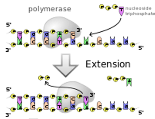 Diagram showing that the process of replication adds nucleotides to the 3' end of a daughter strand that is base-paired to a longer parent strand. One phosphate of each nucleotide triphosphate is incorporated into the growing strand. The other two are released.