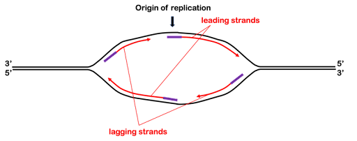 Diagram of the initiation of lagging strand synthesis during replication