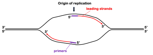 Diagram of the initiation of leading strand synthesis during replication.