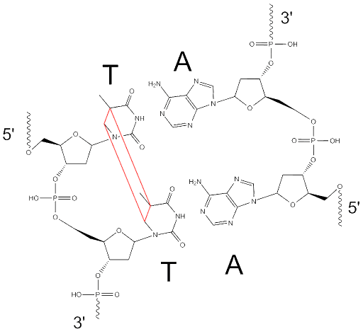 Structure of a thymine dimer