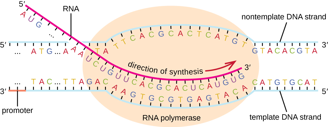 Diagram of a transcription bubble Parent double helix strands are melted apart to form a "bubble" of single stranded DNA in the middle of the image. The contemplate strand is on the top and the template strand is on the bottom. An RNA molecule is shown in the process of being transcribed. The 3' end is paired with the bottom strand of the transcription bubble, but the 5' end extends outward from the bubble and is unpaired.