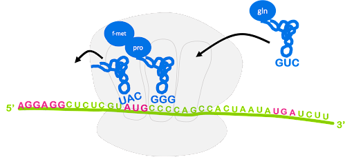 Illustration showing that translocation of the ribosome positions an outgoing tRNA in the E site, the peptidyl-tRNA in the P site, and an incoming amino acyl-tRNA in the A site.