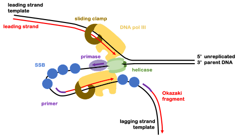 A diagram of the trombone model of replication. The leading strand is on top of the image. The lagging strand is on the bottom. The lagging strand loops around to that synthesis is moving in the same direction in space, although synthesis proceeding away from the replication fork.