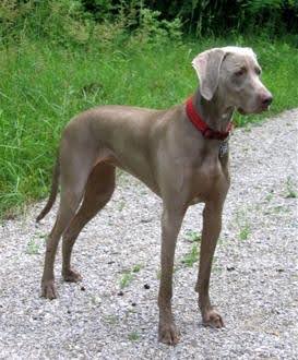 A Weimaraner dog standing on gravel