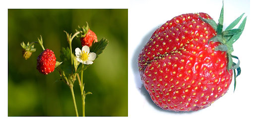 Picture of small wild strawberry (left) compared to large cultivated strawberry (right)